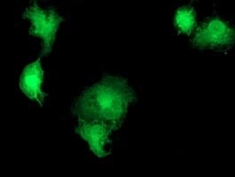 SNX8 Antibody (clone OTI4B4)