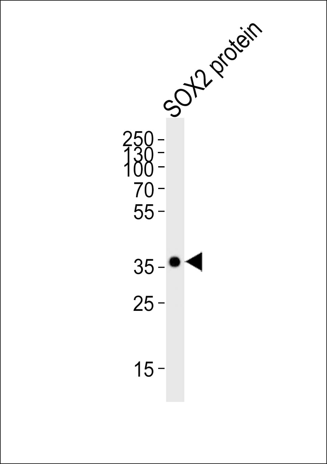 SOX2 Antibody (clone 57CT23.3.4)