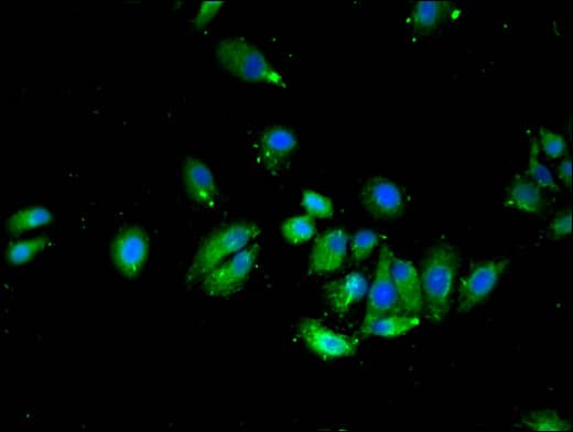 VTI1A Antibody
