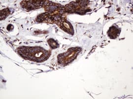 ATP6V1B2 Antibody (clone 1.00E+11, Carrier-free)