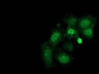 FAM40A Antibody (clone OTI7G7)