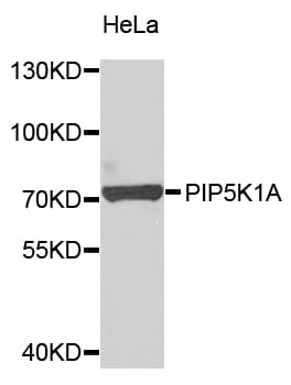 PIP5K1A Antibody