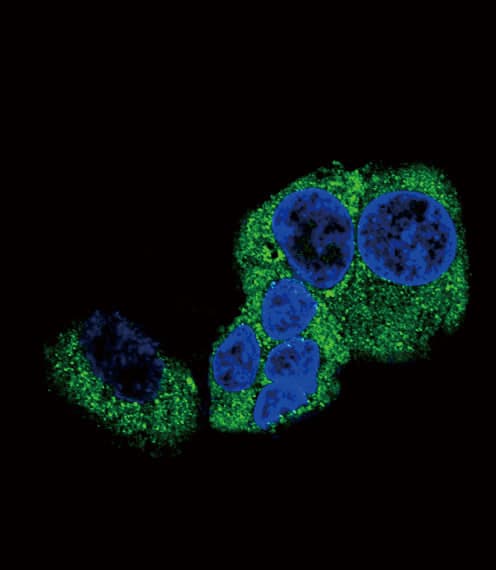 IHC-plus™ DBH/Dopamine Beta Hydroxylase Antibody (aa27-56)