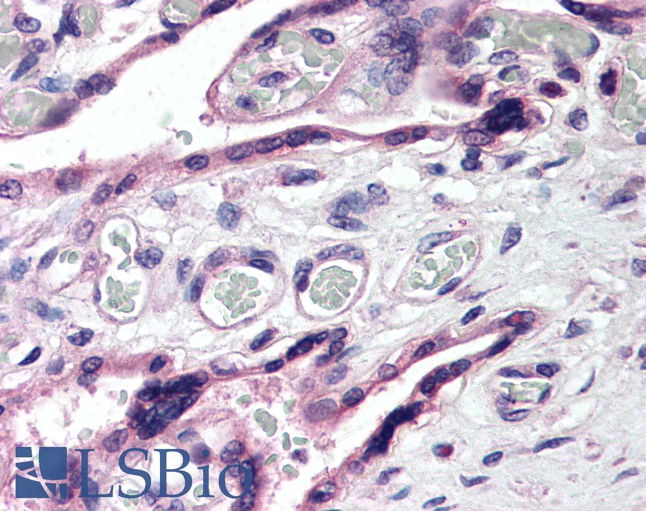 ROBO4 Antibody (C-Terminus, Biotin)