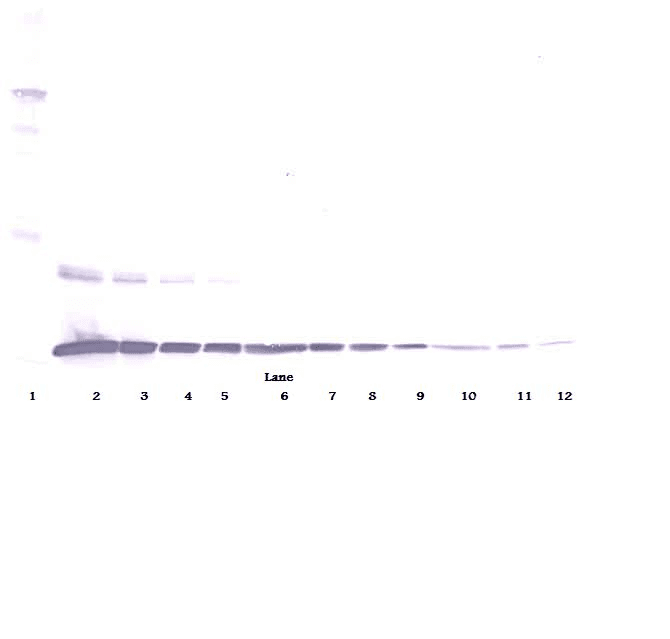 TNF Alpha Antibody
