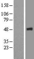 FBX09 / FBXO9 Protein (Over-Expression Lysate Myc-DDK (Flag))