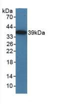 TICAM1 / TRIF Antibody (aa263-526, PE)