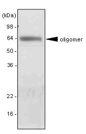 Adiponectin Antibody (clone 5H7)