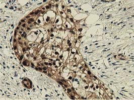 DNAJA2 Antibody (clone OTI3H10)