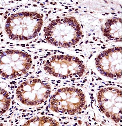 Polyclonal Rabbit anti-Human BANF1 / BAF / BCRP1 Antibody (aa37-65, IHC, WB)