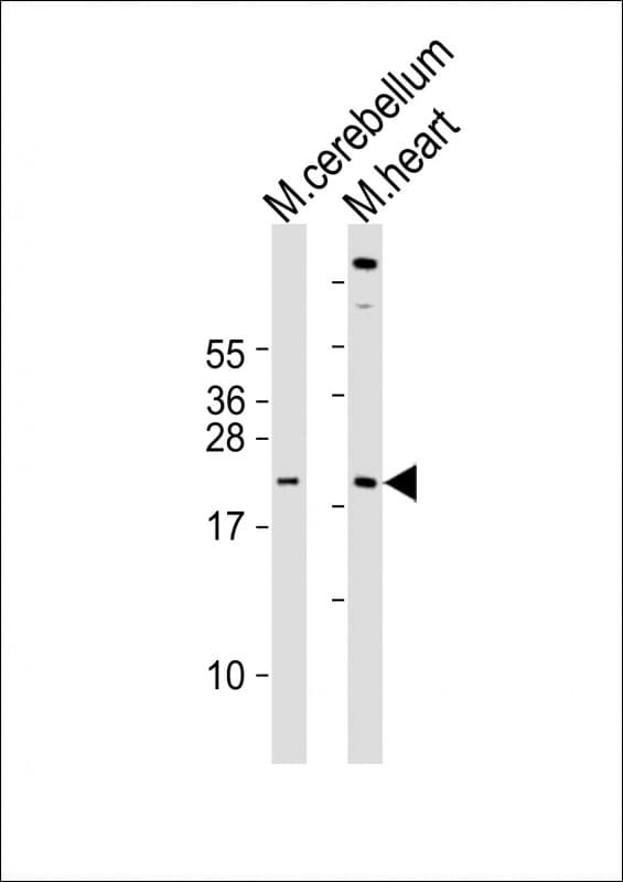 SCX Antibody (aa172-205)