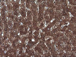 MLANA / Melan-A Antibody (clone OTI5F12, Carrier-free)
