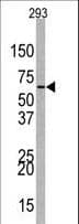 EZH1 / ENX-2 Antibody (aa393-422)