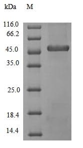 Bacillus licheniformis apr Protein (Recombinant 10His-SUMO, N-terminus)
