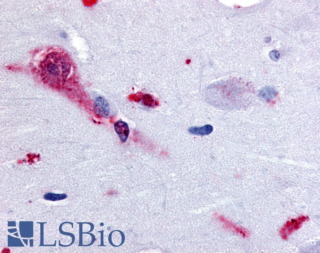 IHC-plus™ TAAR1 / TA1 Antibody (Cytoplasmic Domain)
