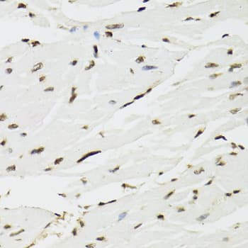 EDF1 / MBF1 Antibody