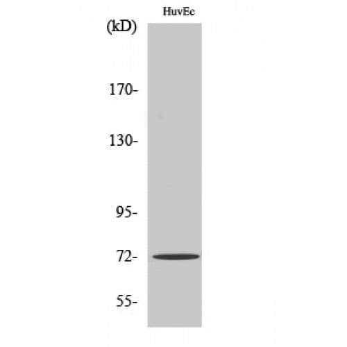 Polyclonal Rabbit anti-Human PTPN11 / SHP-2 / NS1 Antibody (480-560 aa, IHC, WB)