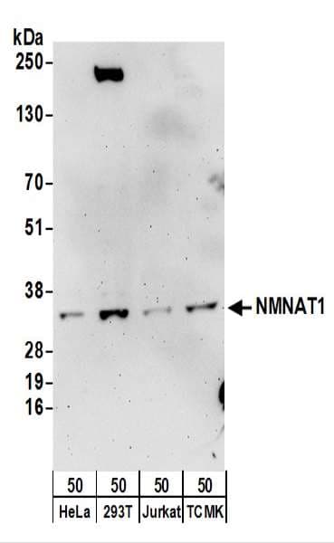 IHC-plus™ NMNAT1 / NMNAT Antibody (aa229-279)