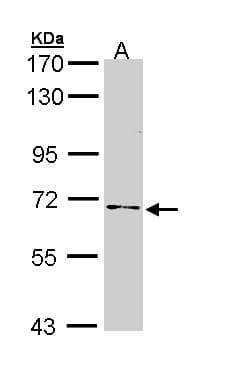 IHC-plus™ NUMB Antibody