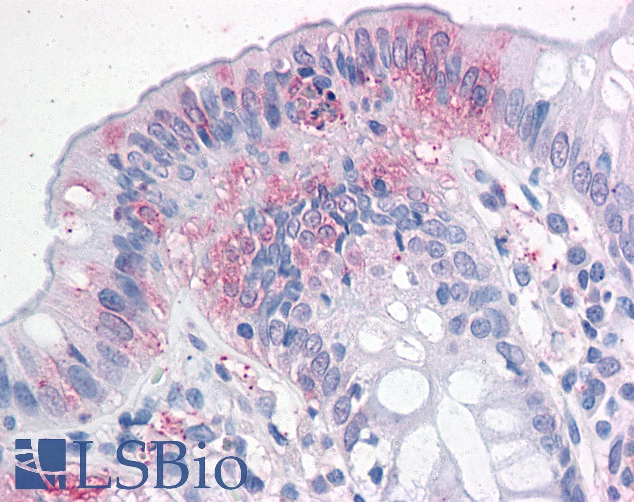 IHC-plus™ NPTN / SDR1 Antibody (N-Terminus)