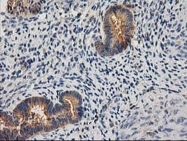 CHCHD5 Antibody (clone OTI9E6)
