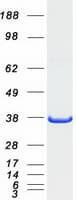 Human GRAP2 / GRID Protein (Recombinant Myc-DDK (Flag))