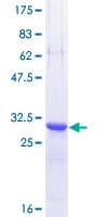 Human TFF3 / Trefoil Factor 3 Protein (Recombinant GST)