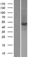 NOVA2 Protein (Over-Expression Lysate Myc-DDK (Flag))