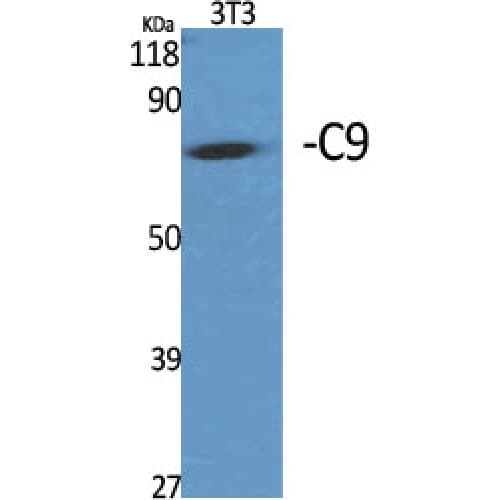 Complement C9 Antibody (150-230 aa, Internal)