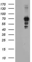 SENP2 Antibody (clone OTI1C4)
