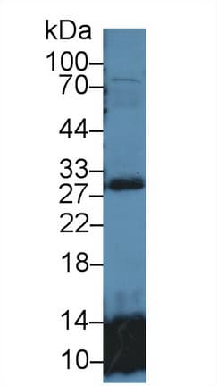 GSTT2 Antibody (aa15-235, APC)