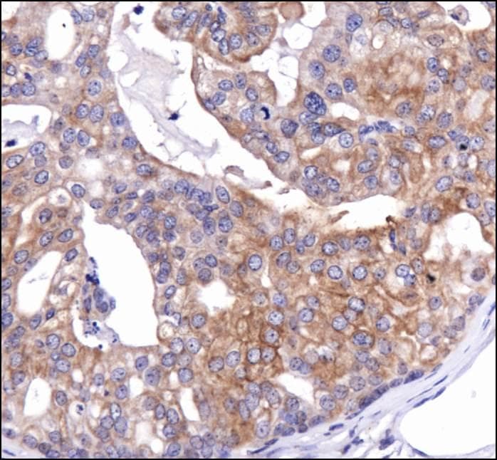 CANX / Calnexin Antibody