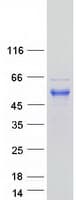 Human RFFL Protein (Recombinant Myc-DDK (Flag))
