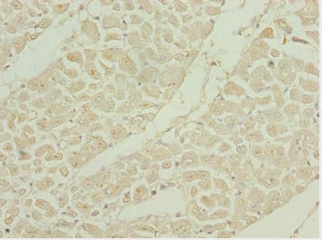 SHOX2 Antibody (aa72-331)