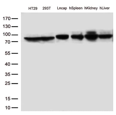 MTHFR Antibody (aa1-230, clone OTI2H3, Carrier-free)