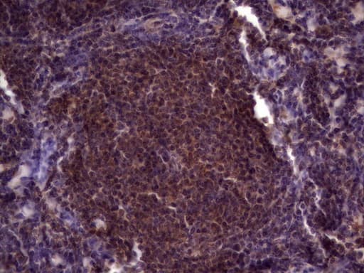 UFD1L Antibody (clone OTI7C9)