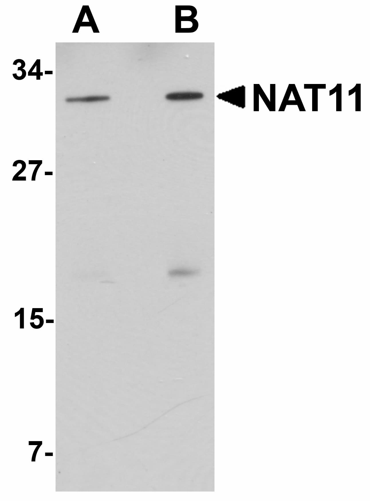 IHC-plus™ NAA40 Antibody
