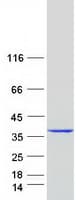 Human ANXA13 / Annexin XIII Protein (Recombinant Myc-DDK (Flag))