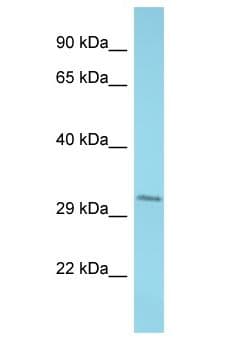 TNFAIP1 Antibody (aa251-300)
