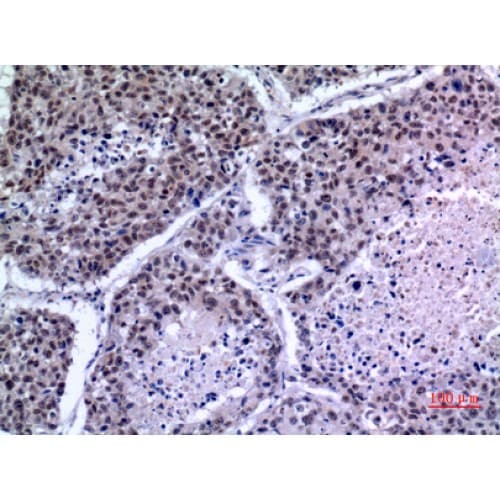KLF13 Antibody