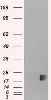 NEUROG3 / NGN3 / Neurogenin 3 Antibody (clone OTI3B5)