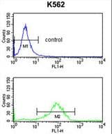 Polyclonal Rabbit anti-Human RAB7A / RAB7 Antibody (aa176-204, IHC, WB)