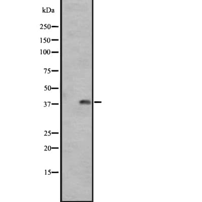 GPR1 Antibody