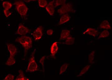 XIAP Antibody
