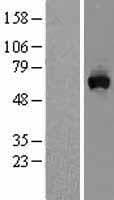 MON1A / SAND1 Protein (Over-Expression Lysate Myc-DDK (Flag))