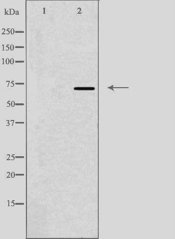Complement C9 Antibody