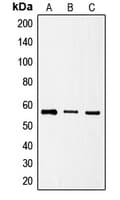 SRSF4 / SFRS4 Antibody (Internal)