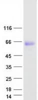 Human ADGRG1 / GPR56 Protein (Recombinant Myc-DDK (Flag))