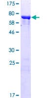 Human TEKT4 Protein (Recombinant GST)