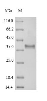Arabidopsis thaliana AER1 Protein (Recombinant)